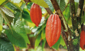 La filière cacao